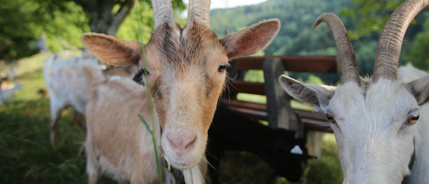 Ziegen auf dem Burgberg