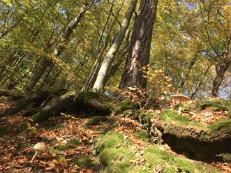 WaldbadenBadWildungen_JSchmitzIMG_5340.JPG