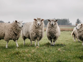 Schafherde vom Biohof Hof Oldsen