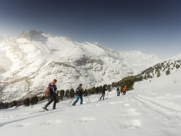 Randonnée en raquettes dans la forêt d'Aletsch Groupe en randonnée en raquettes à neige UNESCO Forêt d'Aletsch avec vue sur les Alpes valaisannes enneigées et un profond panorama hivernal