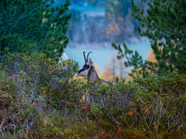 Chamois during game viewing in the Aletsch Forest Chamois in the Aletsch Forest between bushes during an Aletsch Pro Natura wildlife observation in summer