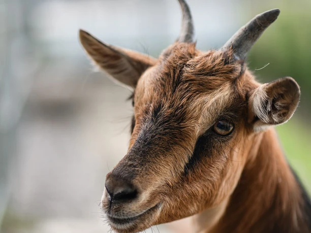 Ziege im Wild- und Freizeitpark Willingen Ziege im Wild- und Freizeitpark Willingen