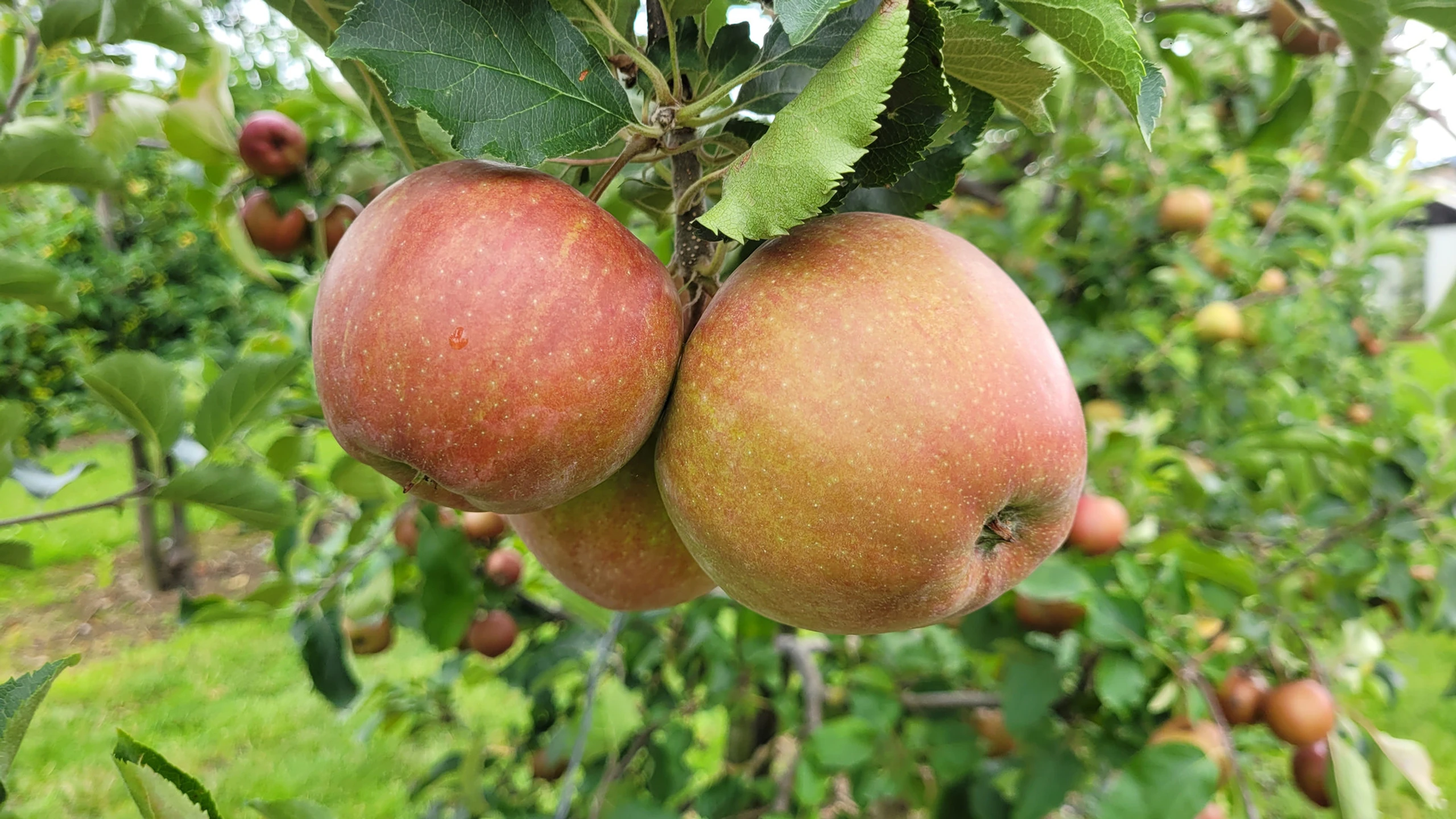 Äpfel auf dem Obsthof Molks