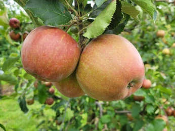 Äpfel auf dem Obsthof Molks Man sieht Äpfel an einem Zweig.