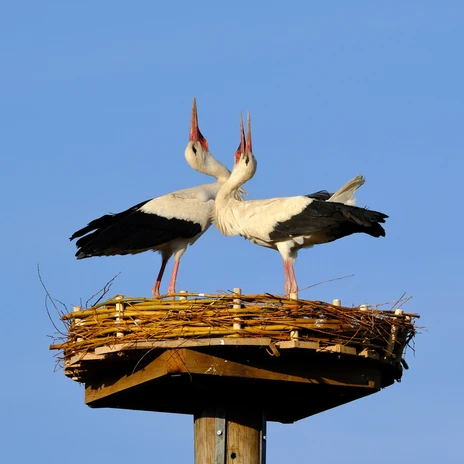 Station Storchennest in Gielde