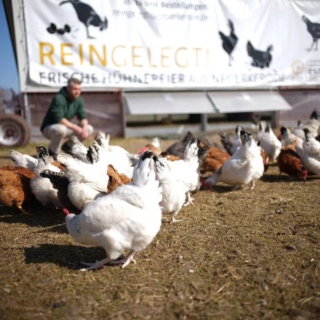 "Reingelegt" bietet Eier von freilaufenden Hühnern an.