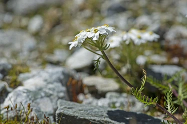 Kräuterwanderung Aletsch Arena vorbei an weissen Blüten der Schafgarbe im alpinen Steingarten bei Pro Natura