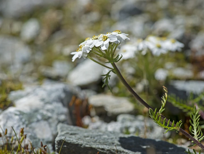 Alpenblumen im steinigen Gelände Kräuterwanderung Aletsch Arena vorbei an weissen Blüten der Schafgarbe im alpinen Steingarten bei Pro NaturaAletsch Arena herb hike past white yarrow flowers in the alpine rock garden at Pro NaturaRandonnée sur le thème des herbes aromatiques dans l'Aletsch Arena, le long des fleurs blanches de l'achillée millefeuille dans la rocaille alpine chez Pro Natura