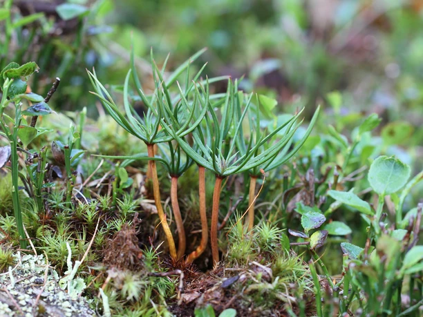 Vue sur le royaume végétal de la forêt d'Aletsch Randonnée sur le thème des herbes aromatiques dans l'Aletsch Arena à travers la forêt d'Aletsch avec focalisation sur des espèces végétales alpines rares en plein été
