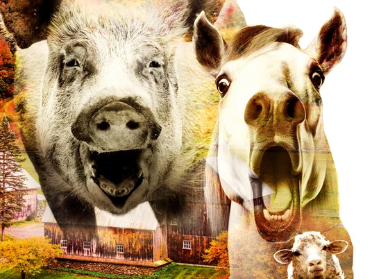 Farm der Tiere - das Musical.jpg Das Bild zeigt ein Schweinchen, ein Esel und drei Schafe