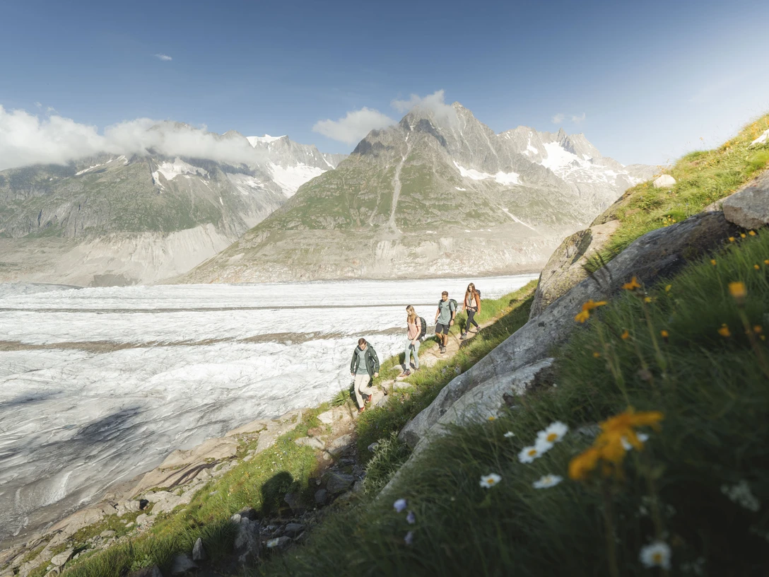 Summer glacier hike in the Valais Alps Geführte Wanderung Aletschgletscher mit Wandergruppe entlang des Eises vor imposanter Bergkulisse im SommerGuided hike on the Aletsch Glacier with a hiking group along the ice against an imposing mountain backdrop in summerRandonnée guidée sur le glacier d'Aletsch avec un groupe de randonneurs le long de la glace devant un imposant décor de montagnes en été