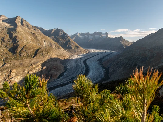 Panorama-Blick auf den Aletschgletscher vom Aletschwald Wanderung Riederhorn Aletschwald mit eindrucksvollem Ausblick auf den Aletschgletscher und die umliegenden BergeRiederhorn Aletsch Forest hike with impressive views of the Aletsch Glacier and the surrounding mountainsRandonnée Riederhorn Aletschwald avec vue impressionnante sur le glacier d'Aletsch et les montagnes environnantes