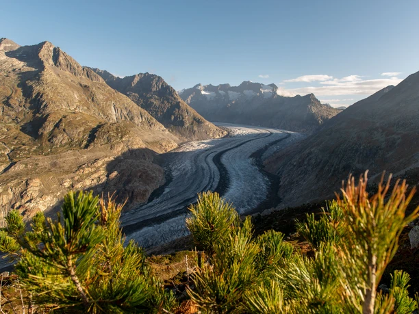 Panorama-Blick auf den Aletschgletscher vom Aletschwald Wanderung Riederhorn Aletschwald mit eindrucksvollem Ausblick auf den Aletschgletscher und die umliegenden Berge