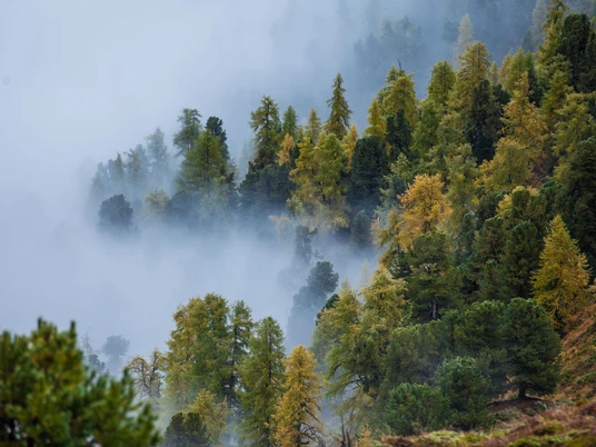 Ambiance automnale dans la forêt d'Aletsch avec des nuages de brouillard Wanderung Riederhorn Aletschwald durch goldene Lärchen im Herbst, umhüllt von mystischem NebelRiederhorn Aletsch Forest hike through golden larches in autumn, shrouded in mystical fogRandonnée Riederhorn Aletschwald à travers les mélèzes dorés en automne, enveloppés d'un brouillard mystique