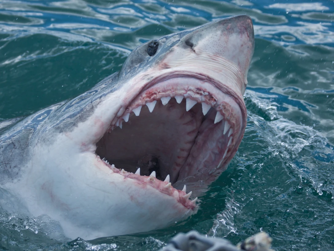 Südafrika Weißer Hai