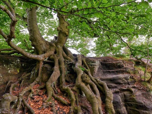 Oude boom met wortels die zich vastklampen aan het zandsteen op de Lilienstein