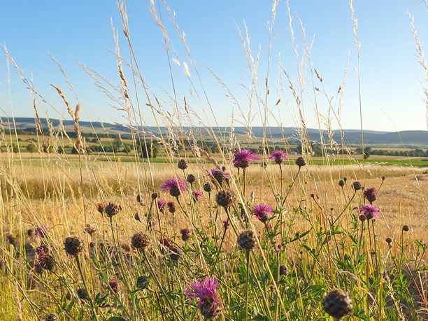 Panoramaweg, Ausblick, Amelsen Panoramaweg, Ausblick, Amelsen