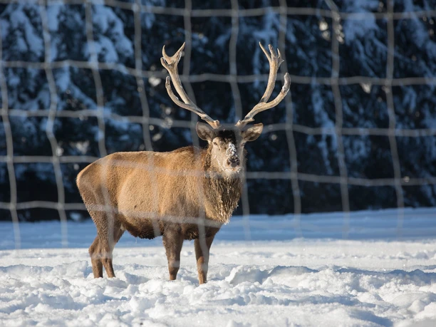 Hirsch im Wildegehege