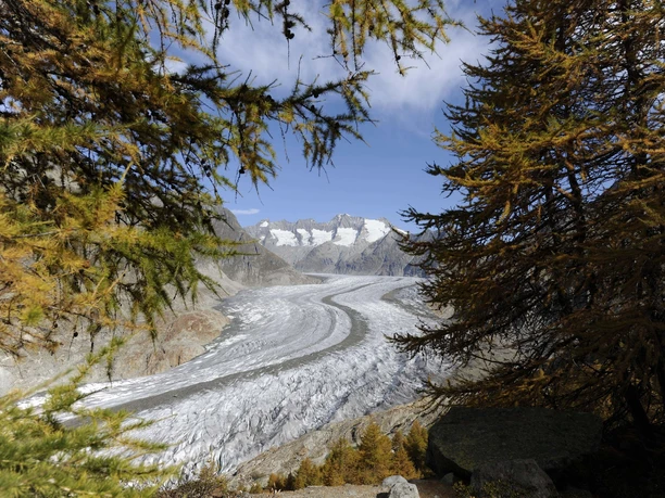 Aletsch Glacier from the Aletsch Forest Autumn in the Aletsch Forest Excursion with impressive views through larch trees to the Great Aletsch Glacier