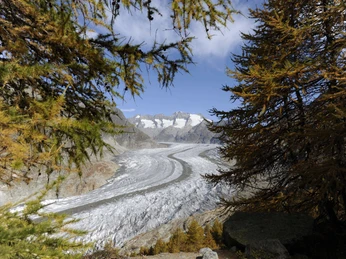 Aletschgletscher vom Aletschwald aus Herbst im Aletschwald Exkursion mit eindrucksvollem Ausblick durch Lärchen auf den Grossen AletschgletscherAutumn in the Aletsch Forest Excursion with impressive views through larch trees to the Great Aletsch GlacierL'automne dans la forêt d'Aletsch Excursion avec vue impressionnante à travers les mélèzes sur le grand glacier d'Aletsch