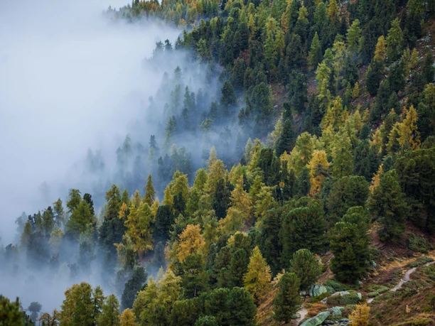 Aletsch forest in the fog Autumn in the Aletsch Forest Excursion with views of colorful larches and mystical fog in the forest of the Aletsch Arena