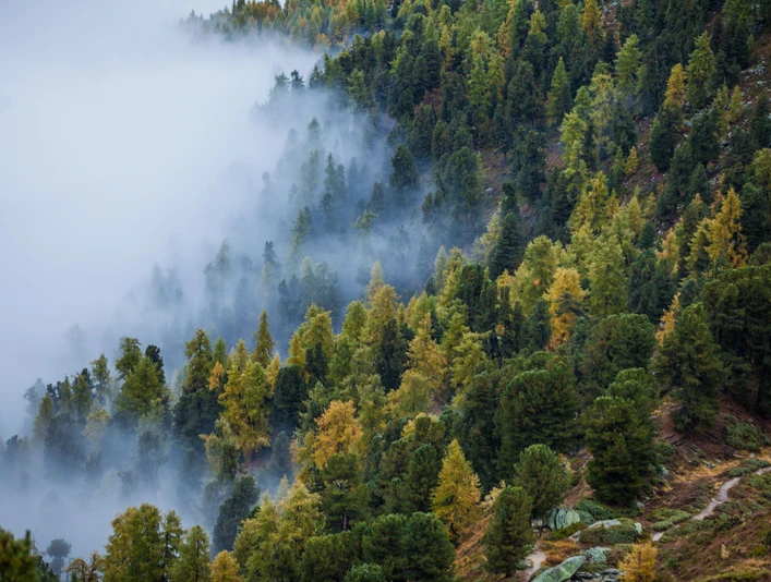 Forêt d'Aletsch dans le brouillard Herbst im Aletschwald Exkursion mit Blick auf farbige Lärchen und mystischen Nebel im Wald der Aletsch ArenaAutumn in the Aletsch Forest Excursion with views of colorful larches and mystical fog in the forest of the Aletsch ArenaL'automne dans la forêt d'Aletsch Excursion avec vue sur les mélèzes colorés et le brouillard mystique dans la forêt de l'Aletsch Arena