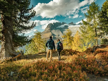 Splendeur des couleurs dans la forêt d'Aletsch Herbst im Aletschwald Exkursion in der Aletsch Arena mit Paar auf Wanderung durch herbstliche Lärchen und AlpenfloraAutumn in the Aletsch Forest Excursion in the Aletsch Arena with a couple on a hike through autumnal larches and alpine floraL'automne dans la forêt d'Aletsch Excursion dans l'Aletsch Arena avec un couple en randonnée à travers les mélèzes automnaux et la flore alpine