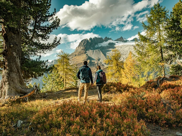 Splendeur des couleurs dans la forêt d'Aletsch L'automne dans la forêt d'Aletsch Excursion dans l'Aletsch Arena avec un couple en randonnée à travers les mélèzes automnaux et la flore alpine