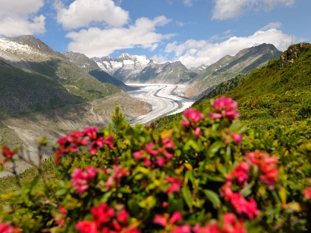 Alpenrosen über dem Aletschgletscher Frühlingsfahrten Hohfluh mit blühenden Alpenrosen im Vordergrund und Blick auf den Grossen Aletschgletscher in der Aletsch Arena