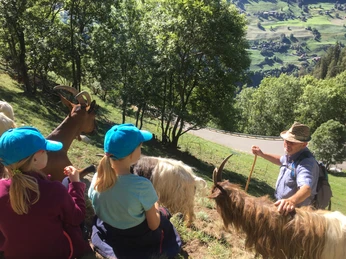 Kinder beim Geissentrekking im Wallis Gletschi Programm Aletsch Arena mit Kindern und Ziegen auf einer geführten Wanderung oberhalb von Betten im WallisGletschi program Aletsch Arena with children and goats on a guided hike above Betten in ValaisProgramme Gletschi Aletsch Arena avec des enfants et des chèvres lors d'une randonnée guidée au-dessus de Betten en Valais