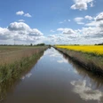 Rapsfeld am Kanal in (Hage)
