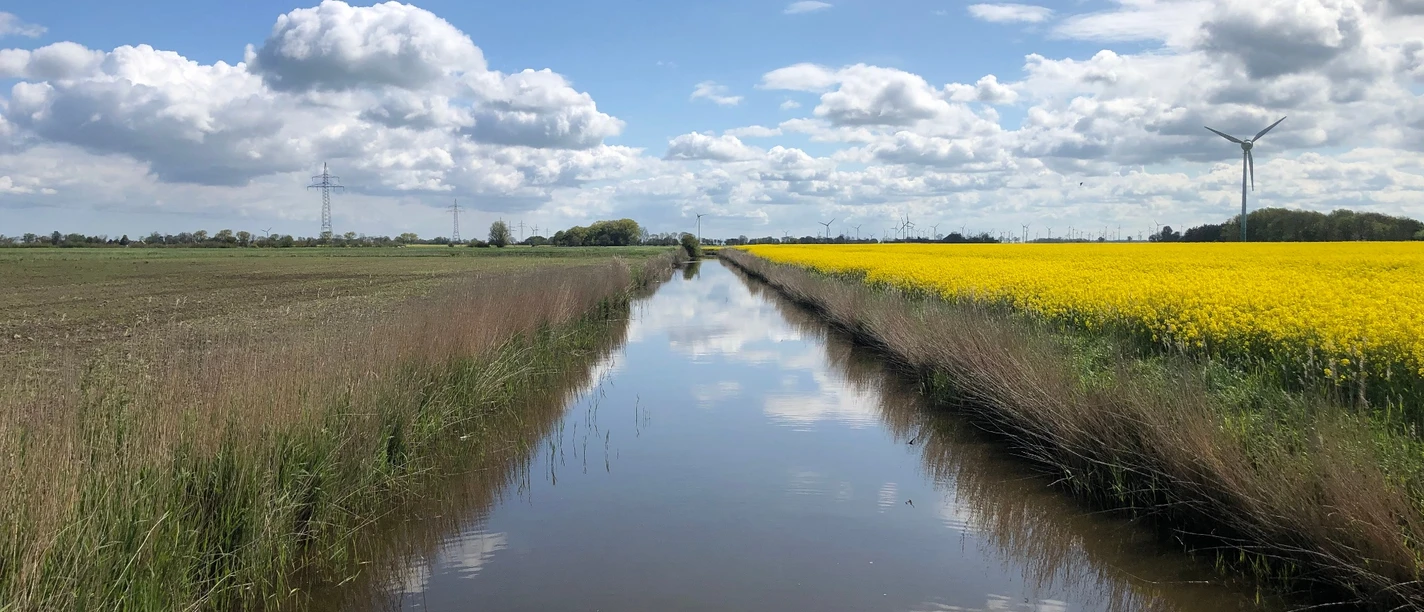 Rapsfeld am Kanal in (Hage)
