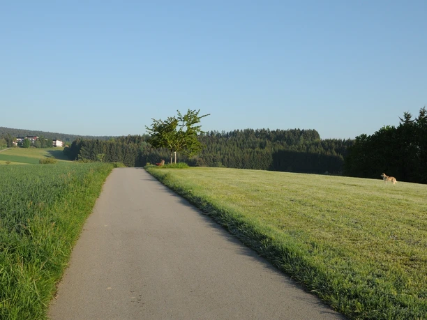 Blick über die Wiesen Richtung Sulzbach