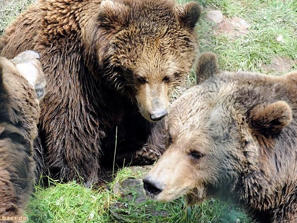 Bären im Bärenpark