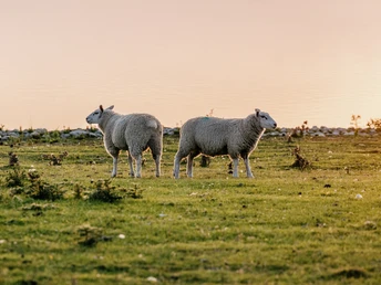 Ockholm_Deich_Schafe