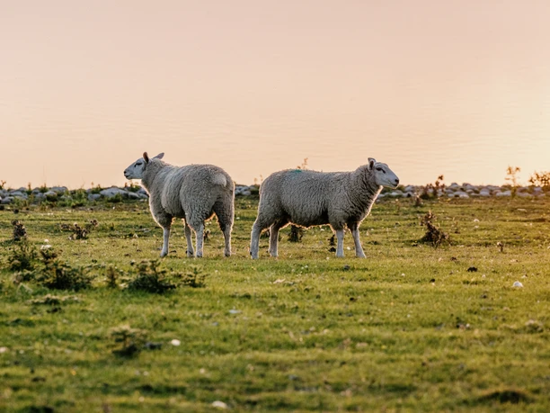 Ockholm_Deich_Schafe