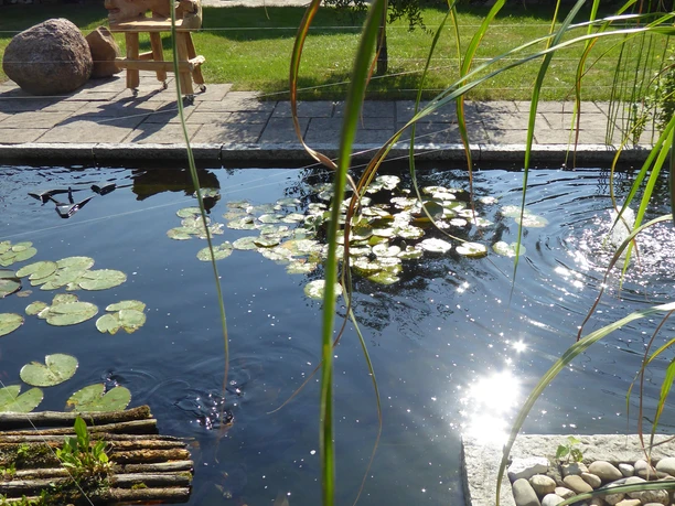 Gartendetails Teich.JPG