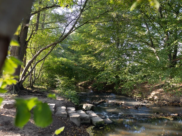 Entlang der Dalke © Lena Descher Bild einer gestauten Treppe in der Dalke