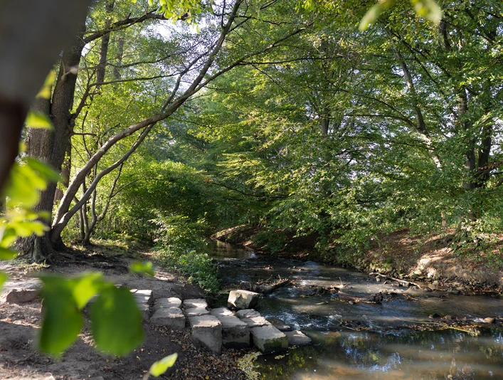 Entlang der Dalke © Lena Descher Bild einer gestauten Treppe in der Dalke