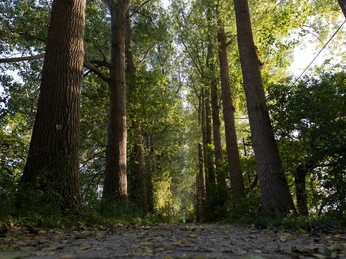 Entlang der Dalke Wald an der Dakle