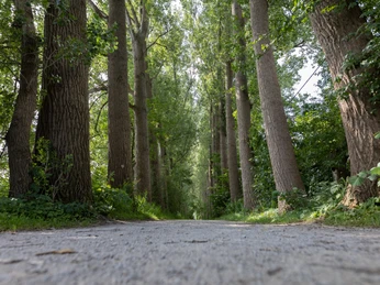 Entlang der Dalke Radweg im schattigen Wald