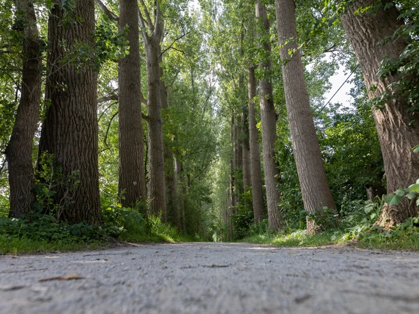 Entlang der Dalke Radweg im schattigen Wald