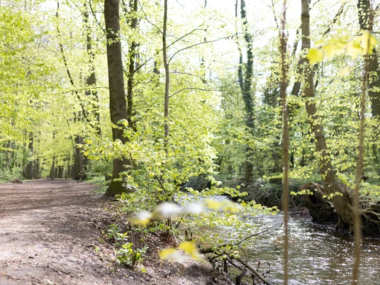 Lutterwald Wald an der Lutter