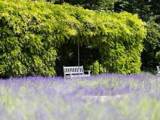 Botanischer Garten © Lena Descher Bank im Lavendelbeet im Stadtpark