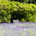 Botanischer Garten Bank im Lavendelbeet im Stadtpark