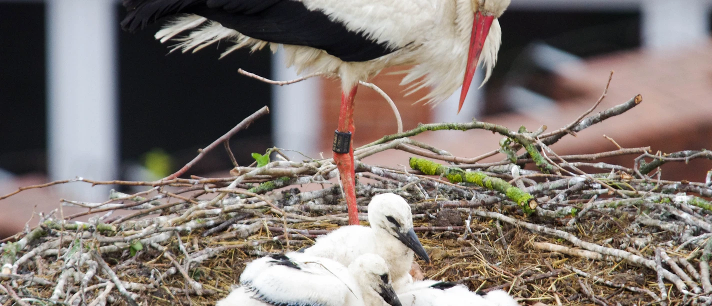 Stahl Storch IMGP4225.jpg