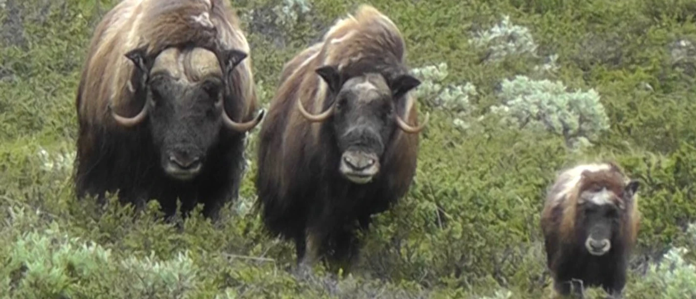 Schaper Moschusfamilie.JPG