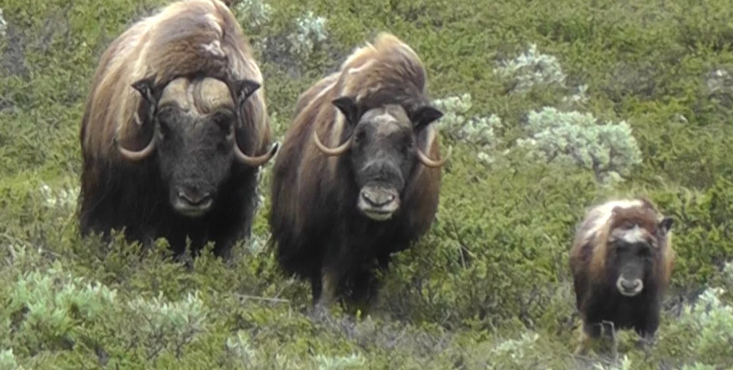 Schaper Moschusfamilie.JPG