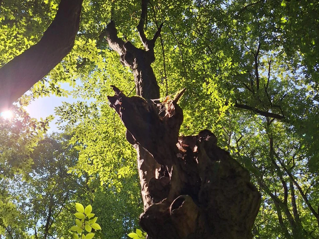 Meisner2 Baumfoto.jpeg