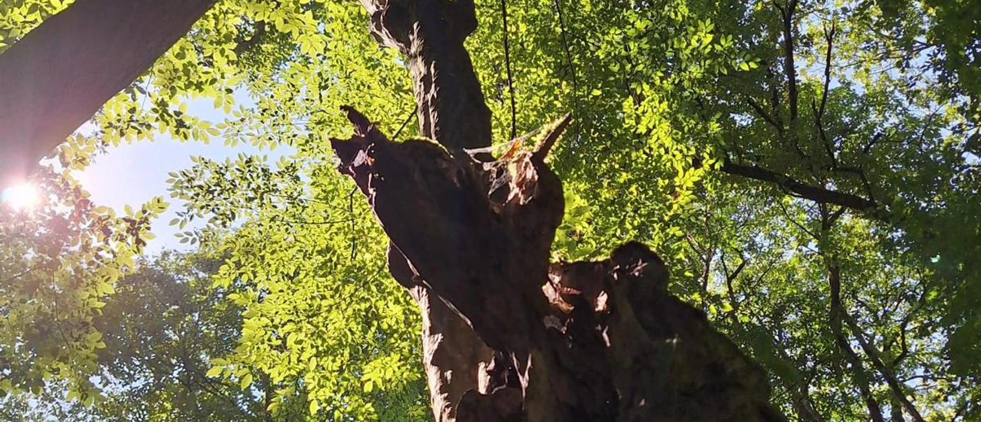 Meisner2 Baumfoto.jpeg